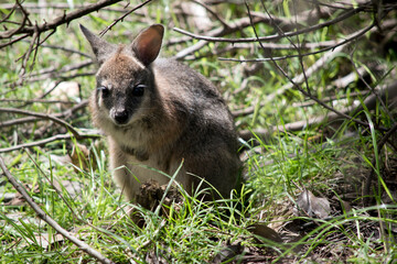 Naklejka premium the joey tammar wallaby is mainly grey with tan arms and head