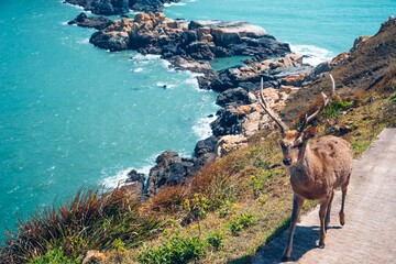 View of the deer on a coastal cliff