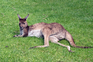 the westen grey kangaroo is mainly brown with a white chest and long tail