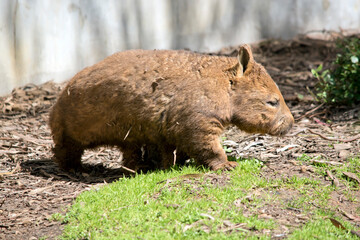 the hairy nosed wombat has a brown body brown eyes and a hairy nose