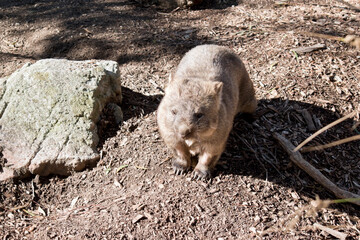 the common wombat walks like a dog on 4 legs