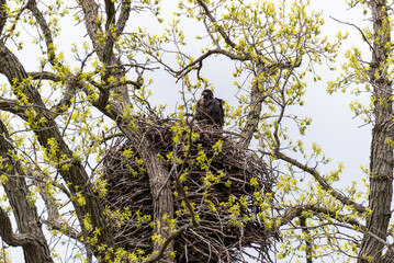 Bald Eagle Fledgling In The Nest In Spring