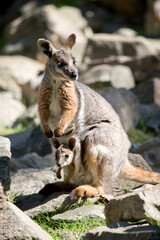 the yellow footed rock wallaby is is an Australian marsupial