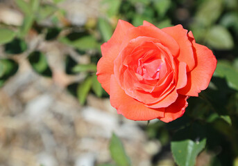 Bright red rose