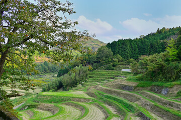棚田のある風景