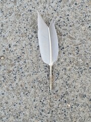 white imperfect feather on a stone background
