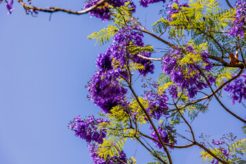 purple jacaranda flower mimosifolia on a tree on a spring day