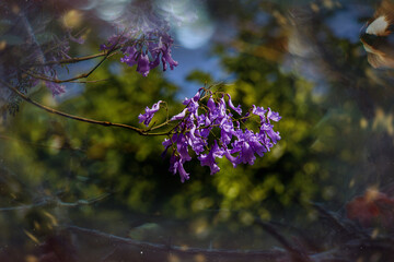 purple jacaranda flower mimosifolia on a tree on a spring day