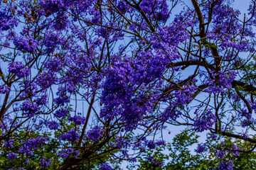 purple jacaranda flower mimosifolia on a tree on a spring day