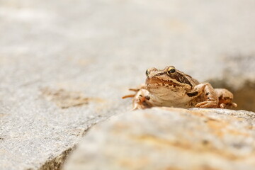small common frog or grass frog (Rana temporaria)