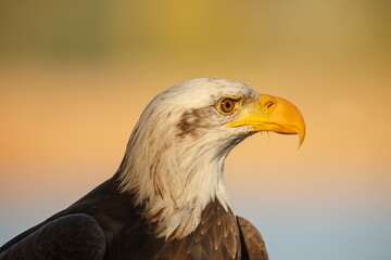 bald eagle (Haliaeetus leucocephalus) close-up of the head in the afternoon sun
