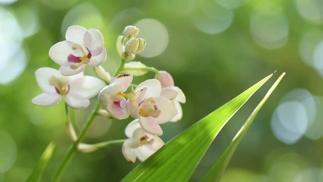 Ground orchid or Spathoglottis flowers on nature background.