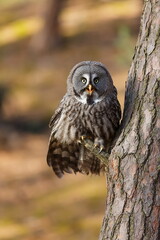 male great grey owl (Strix nebulosa) sitting on a pine tree