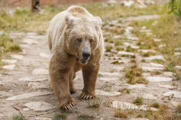 Himalayan brown bear (Ursus arctos isabellinus) just coming up