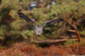 male great grey owl (Strix nebulosa) flies directly at the lens