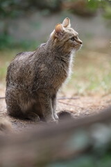 Obraz premium male European wildcat (Felis silvestris) sitting and waiting