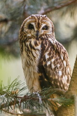 short-eared owl (Asio flammeus) portrait close up