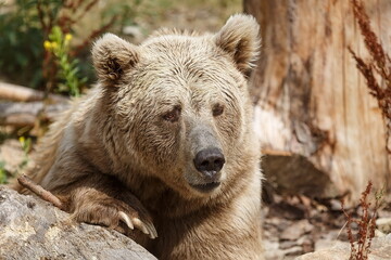 Fototapeta premium Himalayan brown bear (Ursus arctos isabellinus) ) head in detail