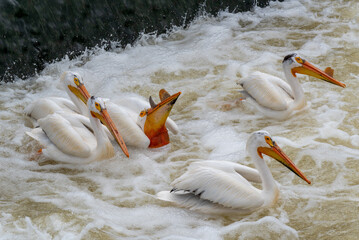 American White Pelican With A Fish In Its Mouth
