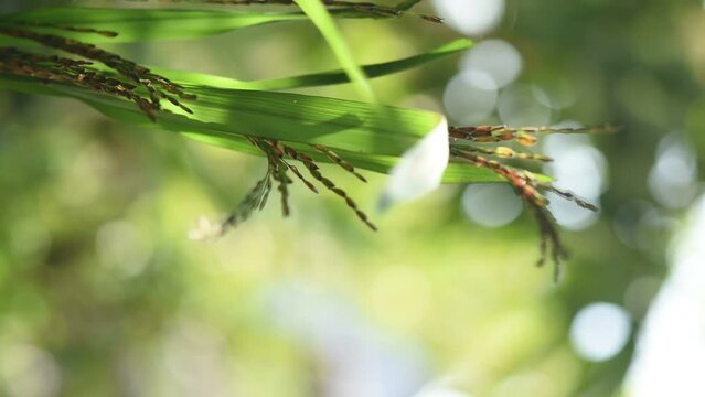 Riceberry ear of rice on nature background.