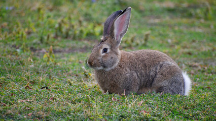 Rabbit sitting on the grass closeup.