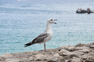 seagull on the beach