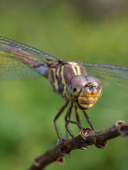 the beauty of dragonflies in nature