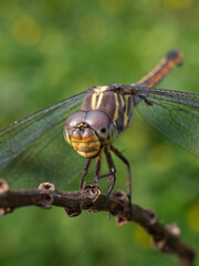 the beauty of dragonflies in nature