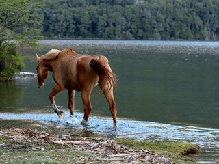 horse on the river