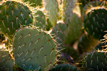 Beavertail Cactus, Opuntia basilaris or Prickly Pear Cactus in the Mojave Desert Nevada sunshine
