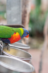 bright colorful rainbow lorikeet, cleans feathers and eats from the feeder