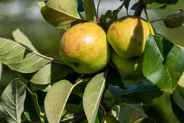 Ripening apples on the tree.