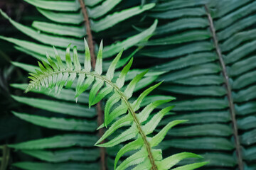 Green fern leaf close-up, natural background