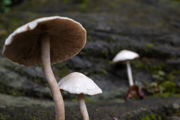 mushrooms growing in the yard