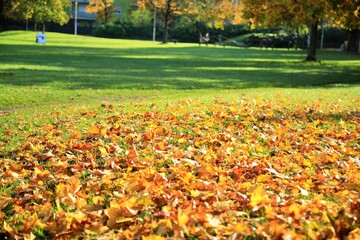 가을풍경 - 낙엽과 잔디광장