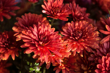 red chrysanthemums blooming on an autumn day