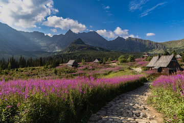 The Gasienicowa Valley in Tatra Mountains beautiful landcape with a shepherd's hut in the foreground surrounded by beautiful violet Kiprzyca willowowka. - obrazy, fototapety, plakaty