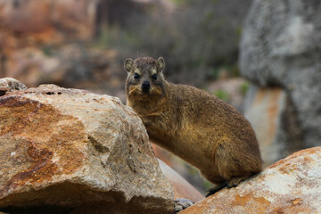 Rock Hyrax In Coastal Rocky Terrain (Procavia capensis), South Africa