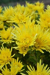 食用菊（ショクヨウギク）黄色