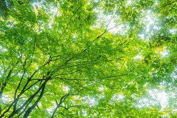 midori 
