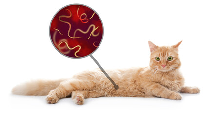 Cute cat and illustration of helminths under microscope on white background, banner design....