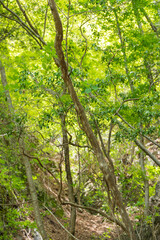 green forest in the morning