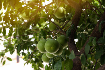 Ripening pomelo fruits on tree in garden, low angle view