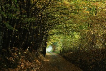 Picturesque view of path in autumn forest