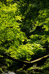 green forest background