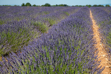 Naklejka na ściany i meble Lavender fields in Plateau de Valensole in Summer. Alpes de Haute Provence, PACA Region, France
