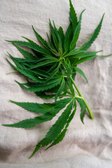 Outdoor grow hemp plant. Cannabis at the beginning of flowering. Young cannabis plant. Northern light strain.