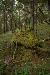 forest in the forest