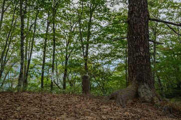 tree in the forest