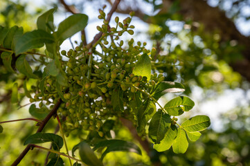 Sweet, delicate, fragrant nuts, Bronte pistachios with brilliant green colour and pistachio tree with unripe nuts